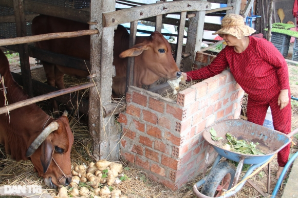 2 900 Tan San E Bo An Khong Het Nguoi Dan Phai Dao Ho Chon