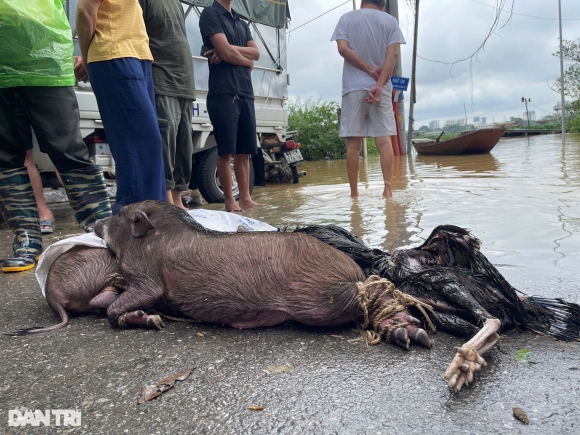 5 Nguoi Ha Noi Boi Thuyen Cho Do Dac Giua Pho Chay Lu